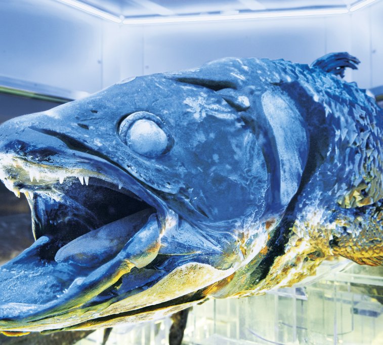 Numazu Deep Sea Aquarium